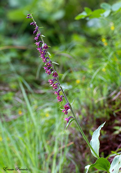 Epipactis atrorubens